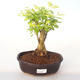 Kryty bonsai - Duranta erecta Aurea PB2192002 - 1/3