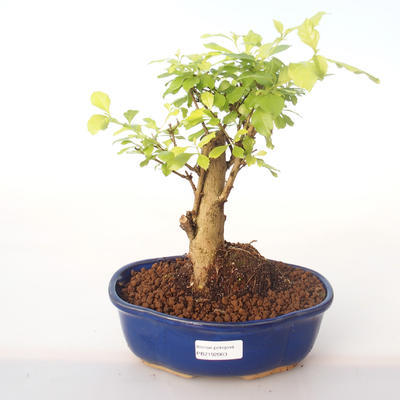 Kryty bonsai - Duranta erecta Aurea PB2192003 - 1