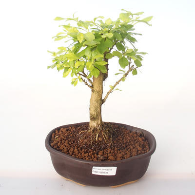 Kryty bonsai - Duranta erecta Aurea PB2192004 - 1
