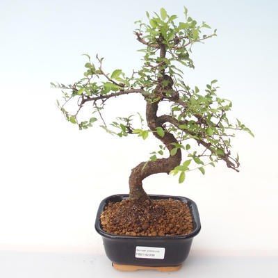 Kryty bonsai - Ulmus parvifolia - Wiąz mały liść PB2192008 - 1