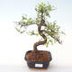 Kryty bonsai - Ulmus parvifolia - Wiąz mały liść PB2192008 - 1/3