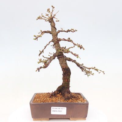 Bonsai zewnętrzne -Larix decidua - Modrzew liściasty - 1