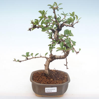 Kryty bonsai - Carmona macrophylla - Tea fuki PB2210 - 1