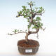 Kryty bonsai - Carmona macrophylla - Tea fuki PB2210 - 1/5