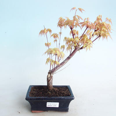 Outdoor bonsai - Acer pal. Sango Kaku - klon palmowy - 1