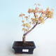 Outdoor bonsai - Acer pal. Sango Kaku - klon palmowy - 1/3