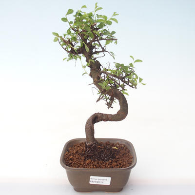 Kryty bonsai - Ulmus parvifolia - Wiąz mały liść PB2192012 - 1