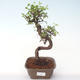 Kryty bonsai - Ulmus parvifolia - Wiąz mały liść PB2192012 - 1/3