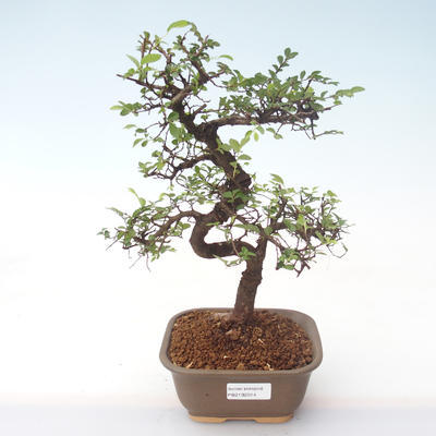 Kryty bonsai - Ulmus parvifolia - Wiąz mały liść PB2192014 - 1