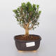 Pokój bonsai - Buxus harlandii - korek buxus - 1/5