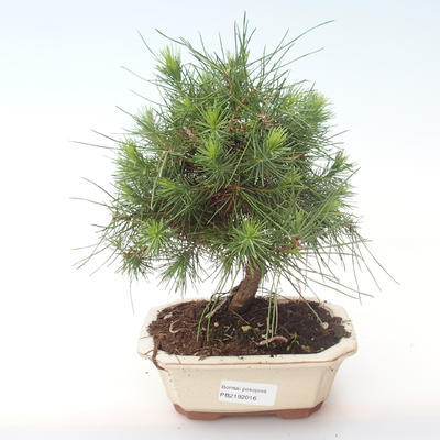 Indoor bonsai-Pinus halepensis-Aleppo sosna PB2192016
