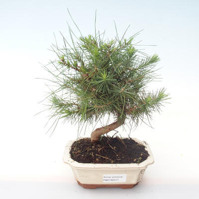 Indoor bonsai-Pinus halepensis-Aleppo sosna PB2192017