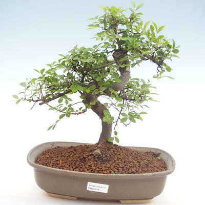 Kryty bonsai - Ulmus parvifolia - Wiąz mały liść PB22019 - 1