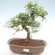 Kryty bonsai - Ulmus parvifolia - Wiąz mały liść PB22019 - 1/3