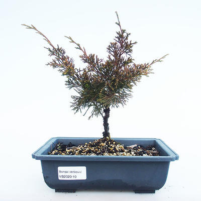 Outdoor bonsai - Juniperus chinensis Itoigawa-chiński jałowiec VB2020-10