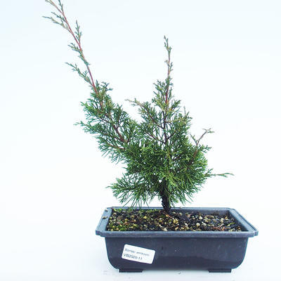 Outdoor bonsai - Juniperus chinensis Itoigawa-chiński jałowiec VB2020-11