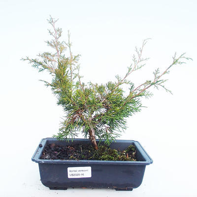 Outdoor bonsai - Juniperus chinensis Itoigawa-chiński jałowiec VB2020-16