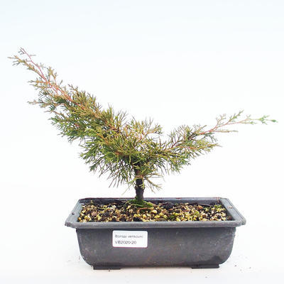 Outdoor bonsai - Juniperus chinensis Itoigawa-chiński jałowiec VB2020-20