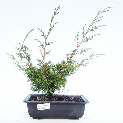 Outdoor bonsai - Juniperus chinensis Itoigawa-chiński jałowiec VB2020-21