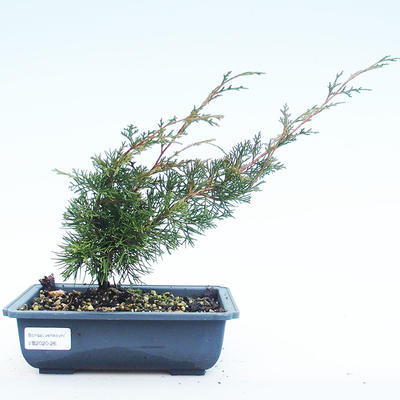 Outdoor bonsai - Juniperus chinensis Itoigawa-chiński jałowiec VB2020-26