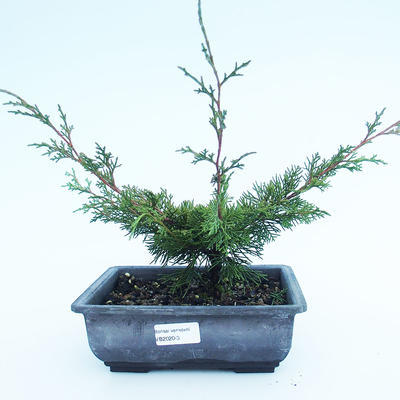 Outdoor bonsai - Juniperus chinensis Itoigawa-chiński jałowiec VB2020-3