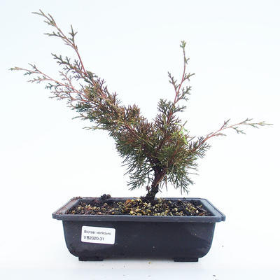 Outdoor bonsai - Juniperus chinensis Itoigawa-chiński jałowiec VB2020-31