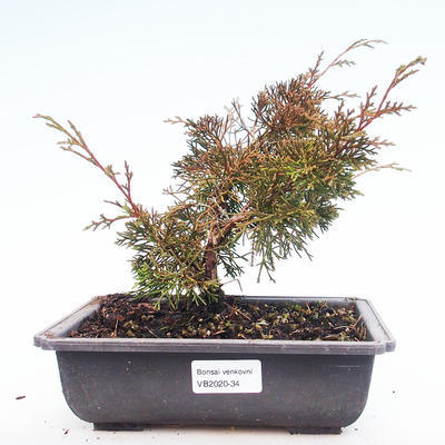 Outdoor bonsai - Juniperus chinensis Itoigawa-chiński jałowiec VB2020-34
