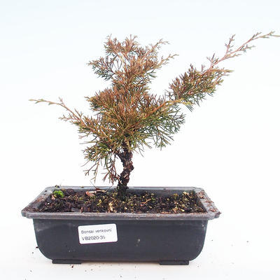 Outdoor bonsai - Juniperus chinensis Itoigawa-chiński jałowiec VB2020-35