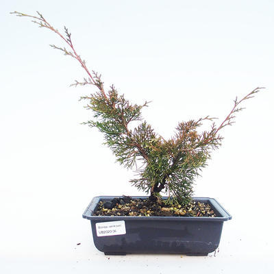 Outdoor bonsai - Juniperus chinensis Itoigawa-chiński jałowiec VB2020-36