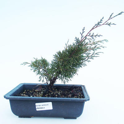 Outdoor bonsai - Juniperus chinensis Itoigawa-chiński jałowiec VB2020-4
