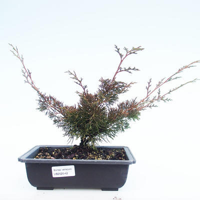 Outdoor bonsai - Juniperus chinensis Itoigawa-chiński jałowiec VB2020-42