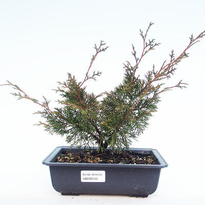 Outdoor bonsai - Juniperus chinensis Itoigawa-chiński jałowiec VB2020-50