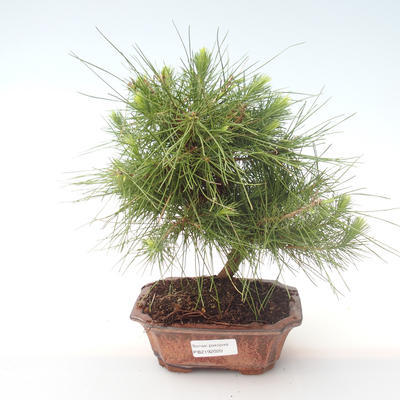 Indoor bonsai-Pinus halepensis-Aleppo sosna PB2192020