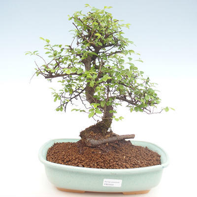 Kryty bonsai - Ulmus parvifolia - Wiąz mały liść PB22020 - 1