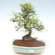 Kryty bonsai - Ulmus parvifolia - Wiąz mały liść PB22020 - 1/3