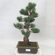 Outdoor bonsai - Pinus parviflora - Sosna drobnokwiatowa - 1/4