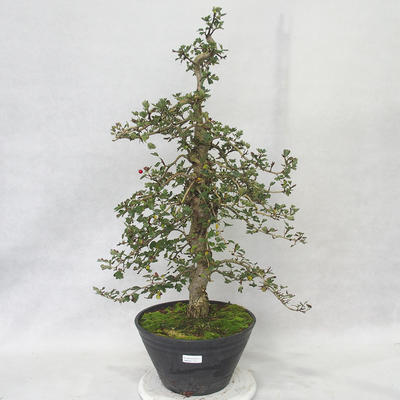 Outdoor bonsai - Hawthorn różowe kwiaty - Crataegus laevigata paul´s Scarlet - 1