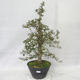 Outdoor bonsai - Hawthorn różowe kwiaty - Crataegus laevigata paul´s Scarlet - 1/7