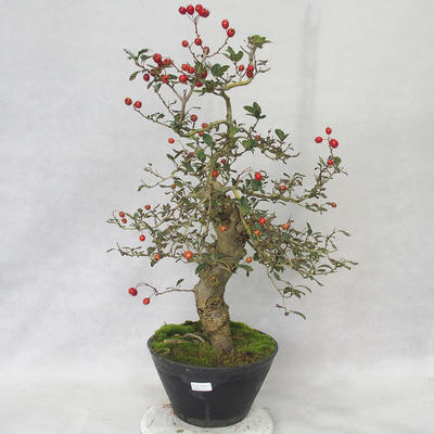 Outdoor bonsai - głogowe białe kwiaty - Crataegus laevigata - 1