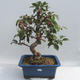 Outdoor bonsai - Malus halliana - Jabłoń drobnoowocowa - 1/6