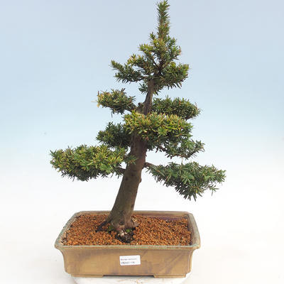 Outdoor bonsai - Taxus bacata - Cis czerwony - 1