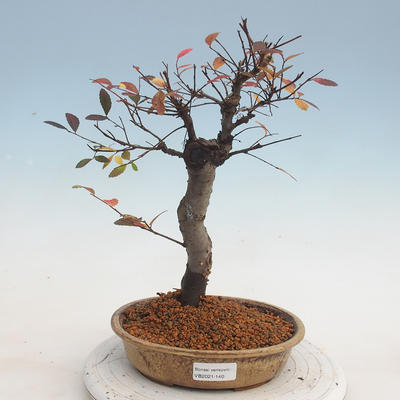 Outdoor bonsai-Ulmus parviflora-drobnolistna glina