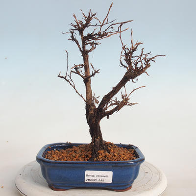 Outdoor bonsai-Cinquefoil - Potentila fruticosa żółty - 1