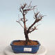 Outdoor bonsai-Cinquefoil - Potentila fruticosa żółty - 1/5