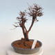 Outdoor bonsai-Cinquefoil - Potentila fruticosa żółty - 1/6