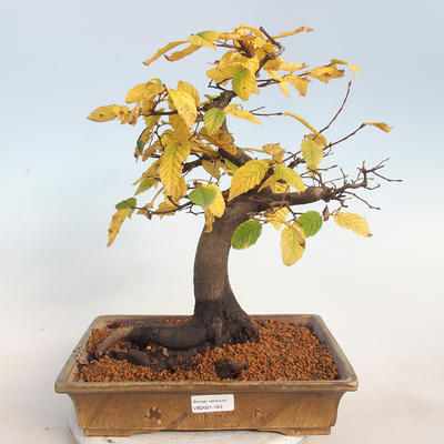 Outdoor bonsai -Carpinus betulus - Grab - 1