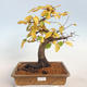 Outdoor bonsai -Carpinus betulus - Grab - 1/5