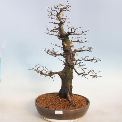 Outdoor bonsai -Carpinus betulus - Grab - 1