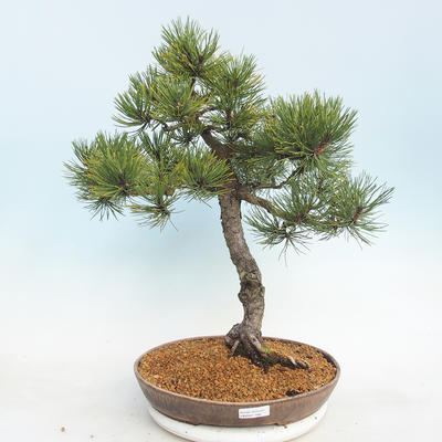 Outdoor bonsai - Pinus Mugo - Klęcząca Sosna - 1