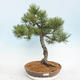 Outdoor bonsai - Pinus Mugo - Klęcząca Sosna - 1/5